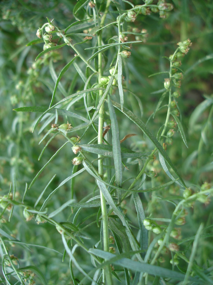 Изображение особи Artemisia dracunculus.