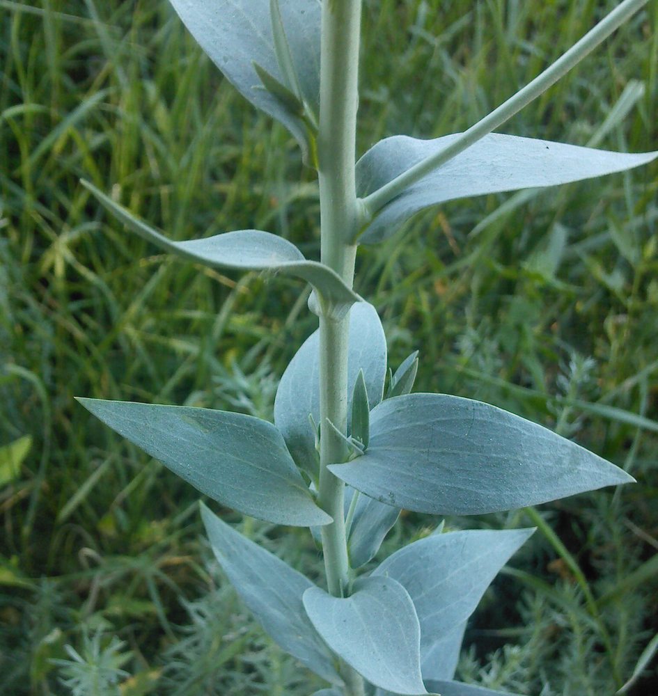 Image of Linaria genistifolia specimen.