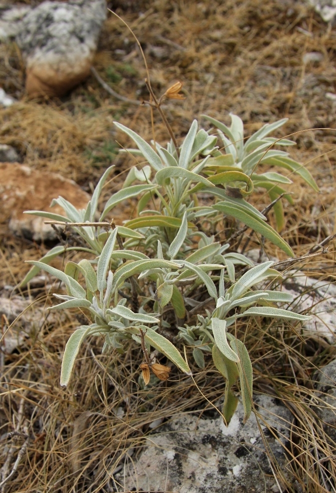 Image of Salvia officinalis specimen.