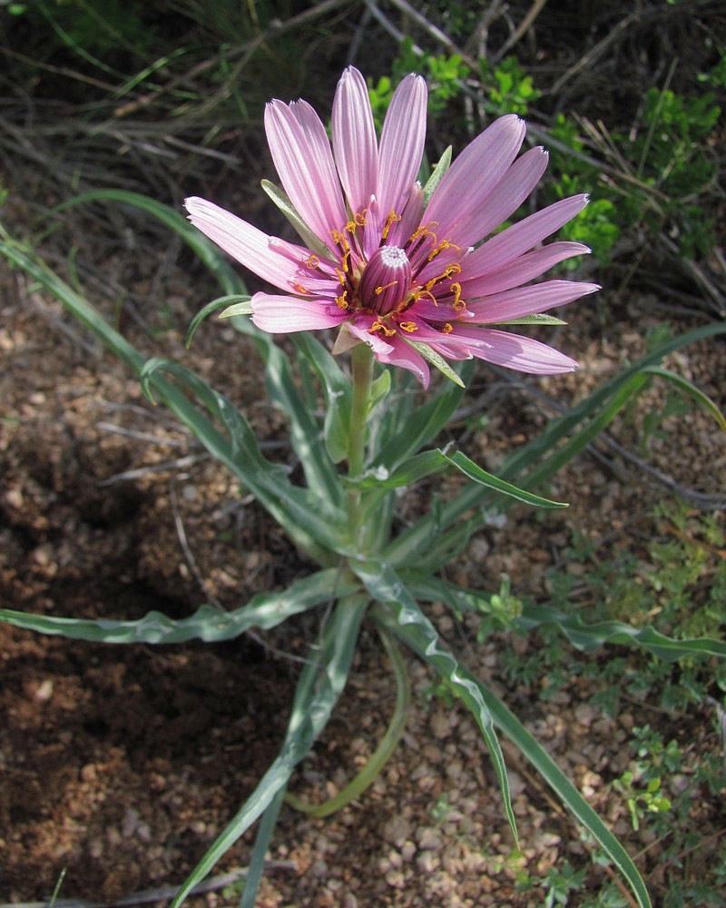 Image of Tragopogon ruber specimen.