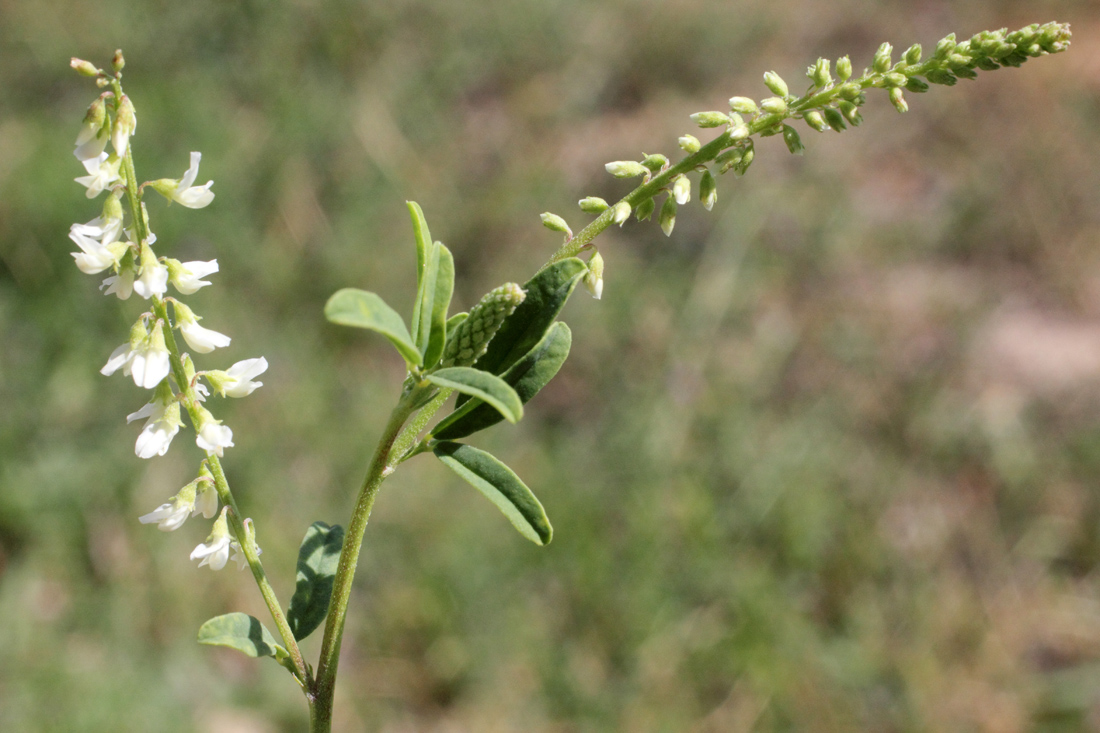 Image of Melilotus albus specimen.