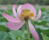 Nelumbo komarovii