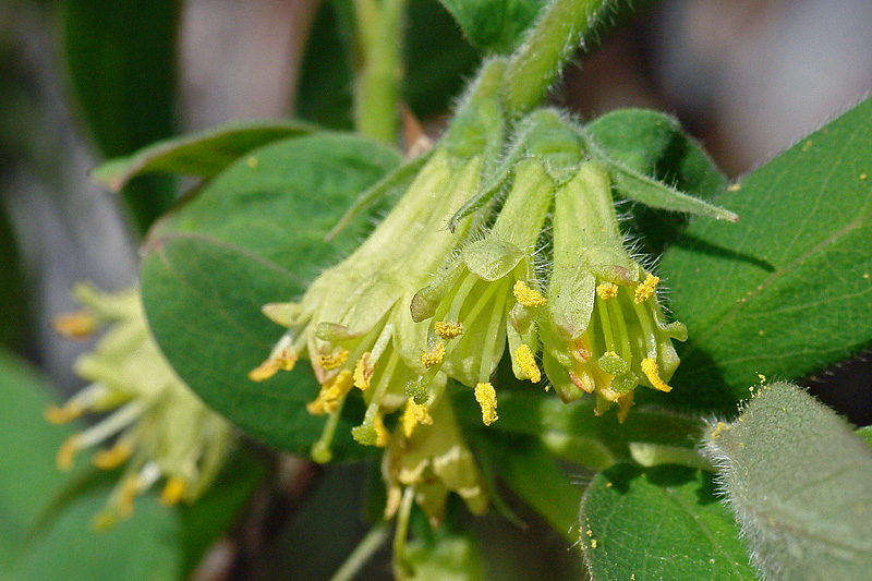 Image of Lonicera edulis specimen.