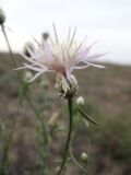 Centaurea breviceps