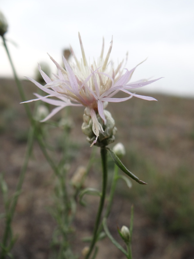Изображение особи Centaurea breviceps.
