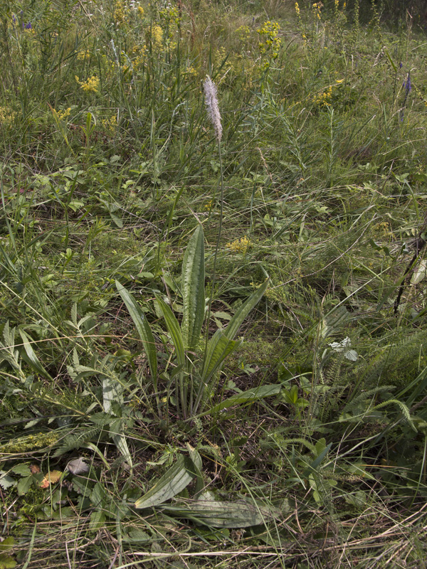 Image of Plantago urvillei specimen.