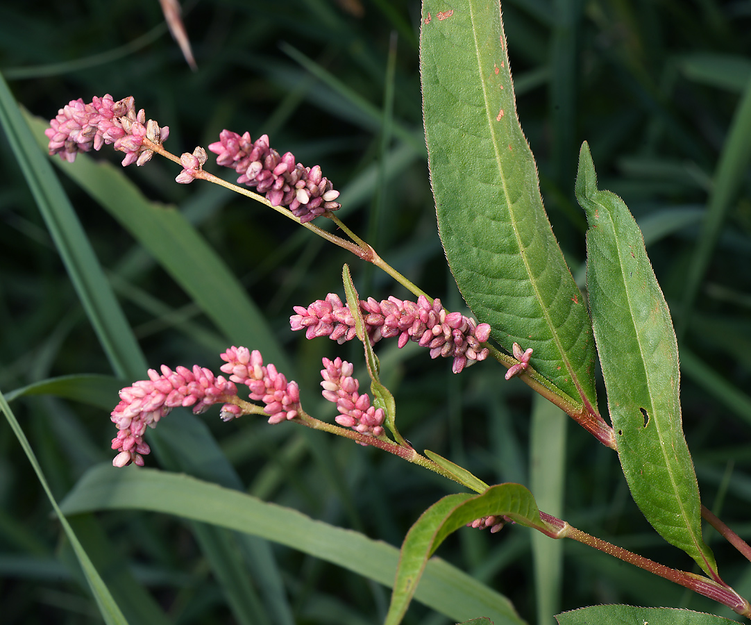 Image of Persicaria × lenticularis specimen.