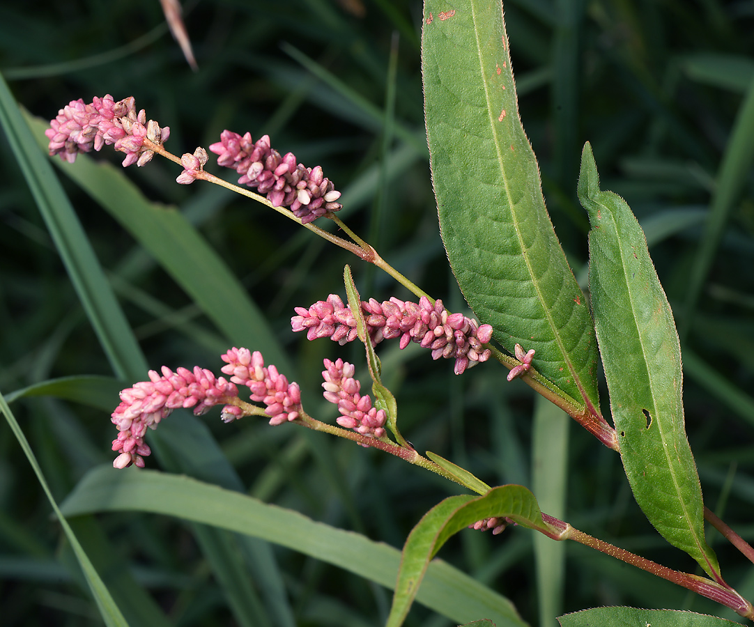 Image of Persicaria &times; lenticularis specimen.