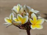 Plumeria rubra разновидность acutifolia. Соцветие. Египет, окр. Марса-Алама, территория отеля. 26.04.2010.
