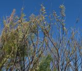 Tamarix africana. Ветви расцветающего растения. Испания, г. Валенсия, резерват Альбуфера (Albufera de Valencia), подножие дальней от моря стороны стабилизировавшейся дюны. 6 апреля 2012 г.