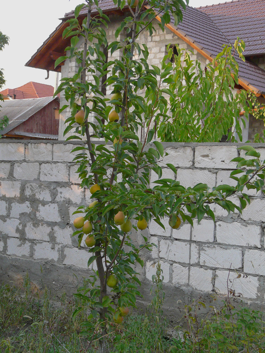 Image of Pyrus communis specimen.