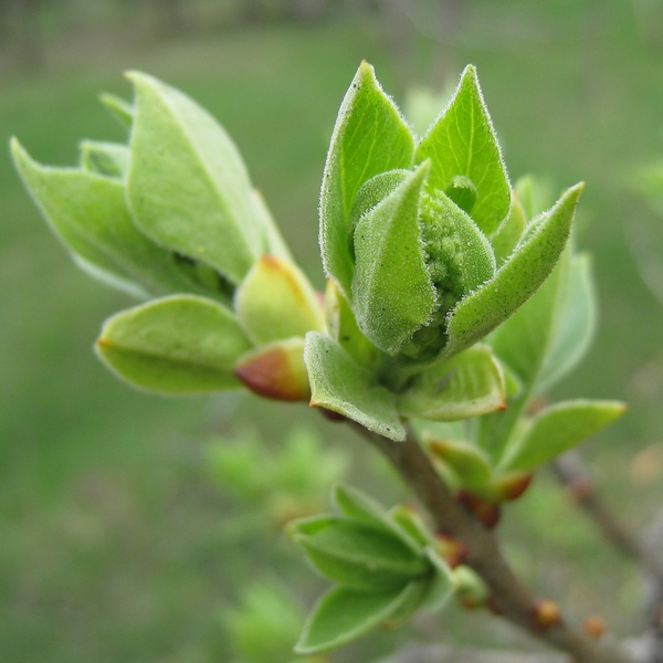Image of Syringa vulgaris specimen.