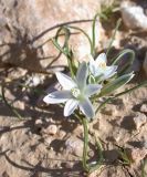 Ornithogalum trichophyllum. Цветущее растение. Israel, Negev Mountains. 02.03.2007.