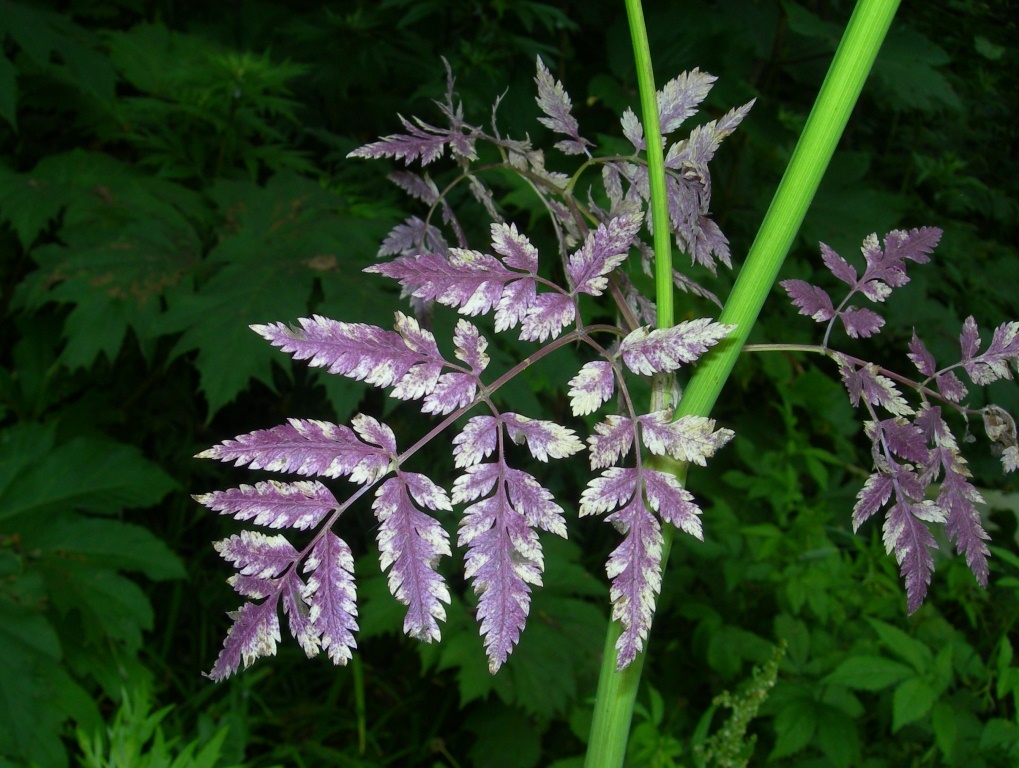 Изображение особи Anthriscus sylvestris.