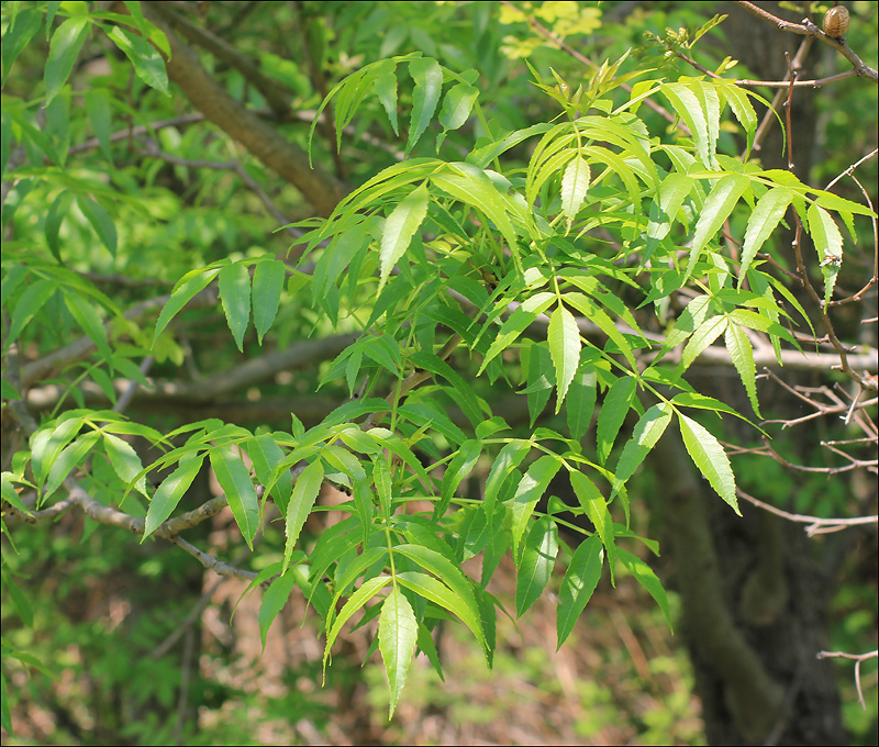 Изображение особи Fraxinus oxycarpa.