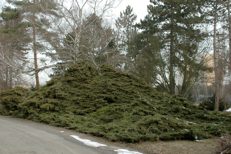 Изображение особи Juniperus &times; pfitzeriana.