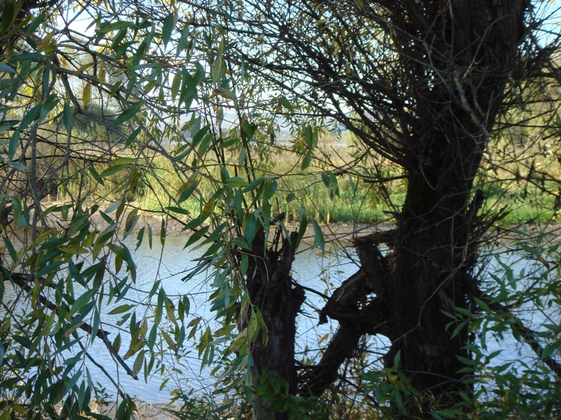 Image of Salix euxina specimen.