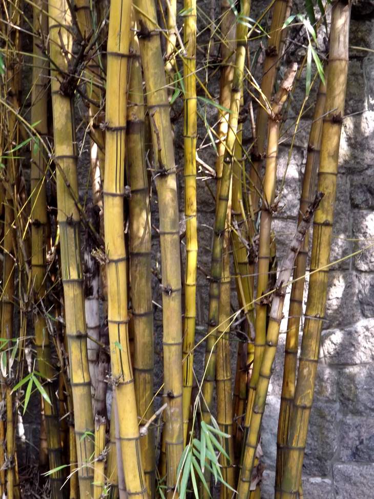 Image of Bambusa multiplex specimen.