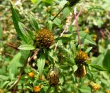 Bidens frondosa