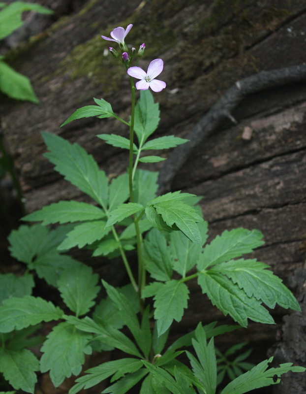 Image of Cardamine bulbifera specimen.