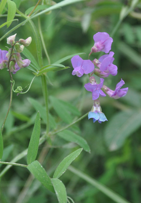 Image of Lathyrus pilosus specimen.