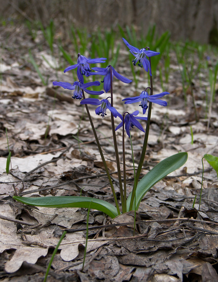 Изображение особи Scilla siberica.