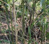 genus Phyllostachys. Побеги нижней части растения. Германия, г. Кемпен, в частном саду у прогулочной дорожки. 22.03.2013.