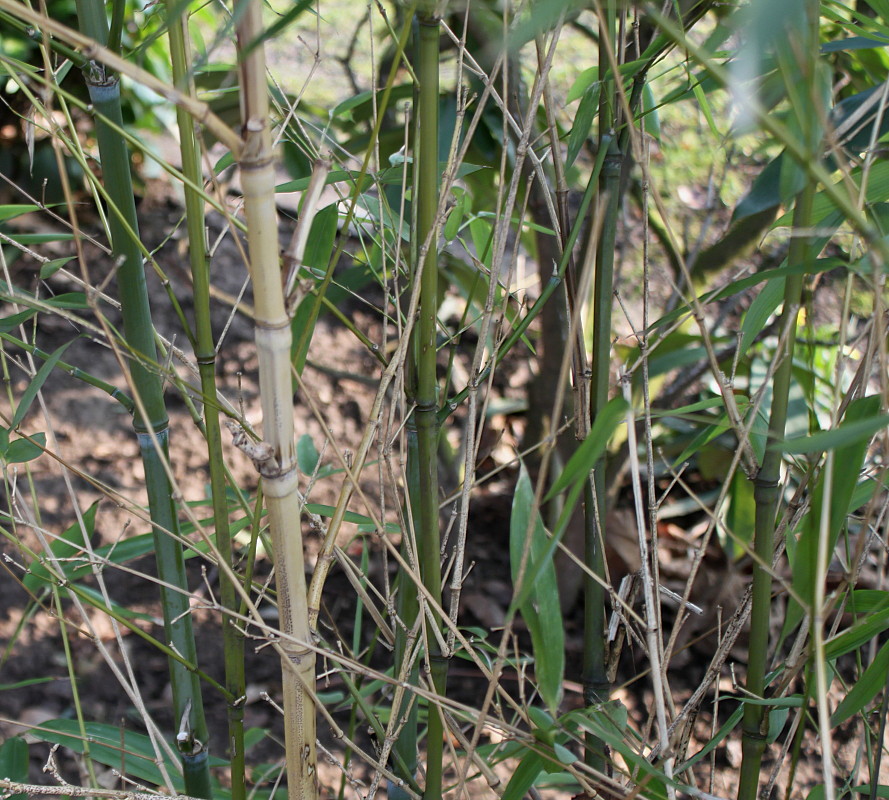 Изображение особи род Phyllostachys.