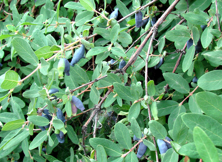 Image of Lonicera edulis specimen.