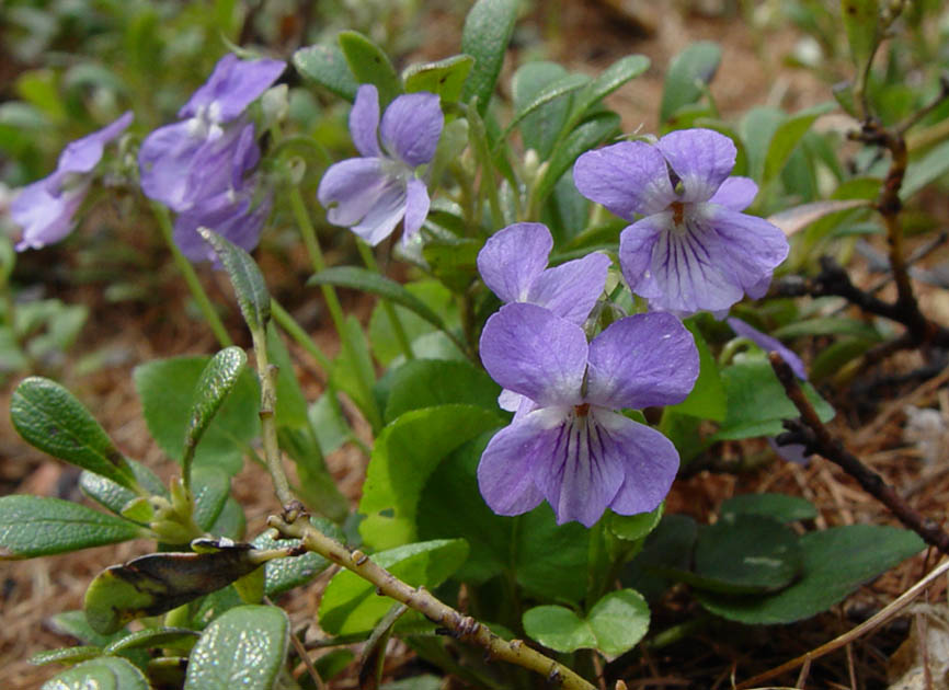 Image of Viola selkirkii specimen.