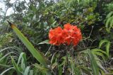 род Rhododendron. Соцветие. Борнео, склон горы Трас-Мади, выс. 1800 м н.у.м. Февраль 2013 г.
