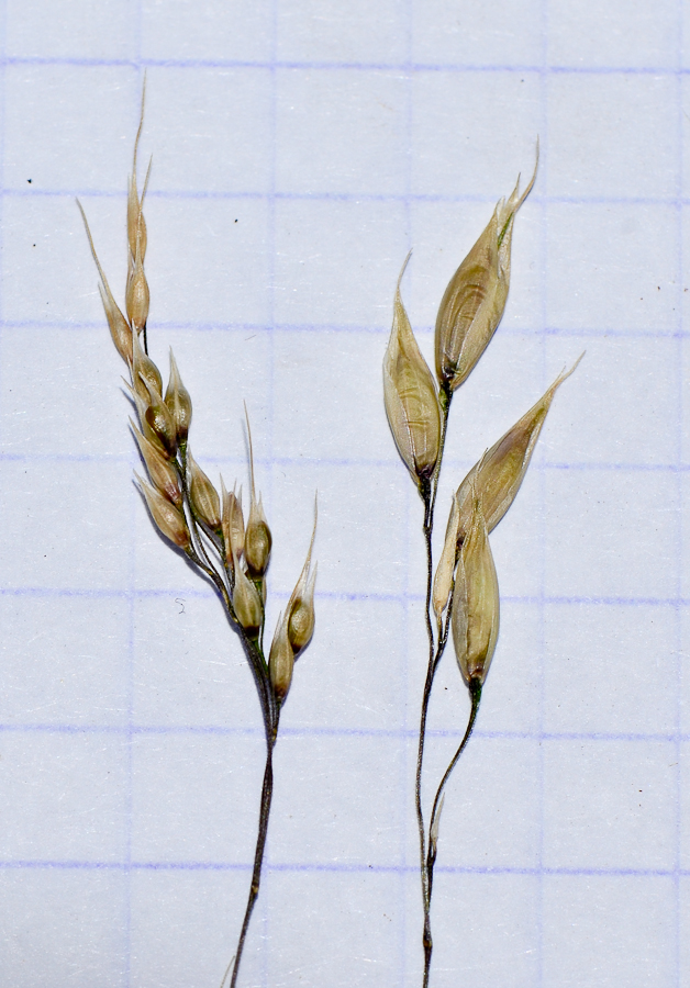 Image of genus Piptatherum specimen.