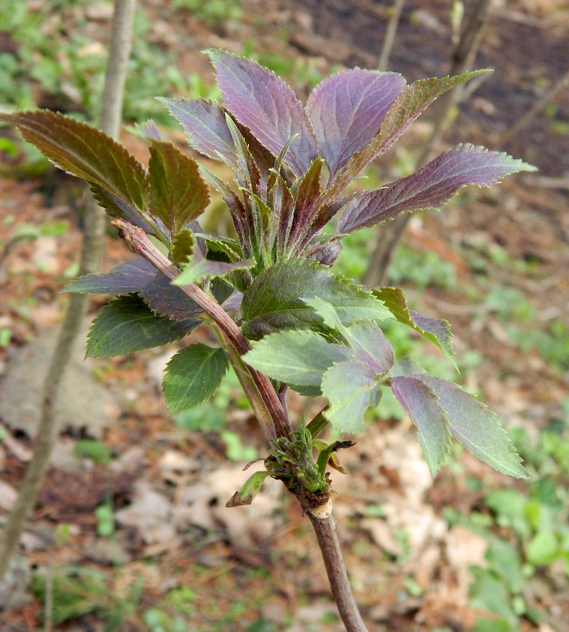 Image of Sambucus racemosa specimen.