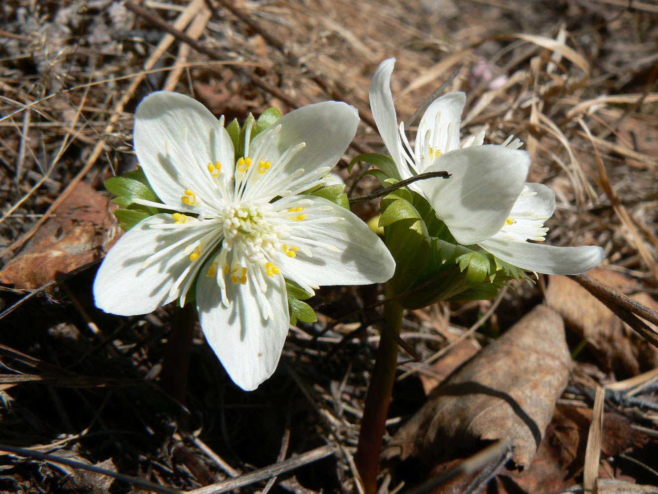 Изображение особи Eranthis tanhoensis.