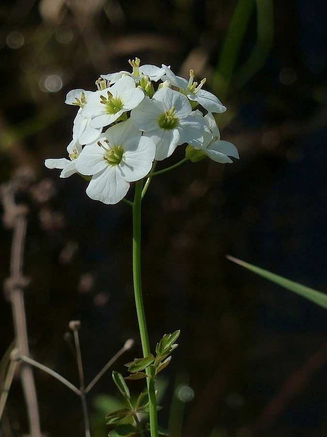 Image of Cardamine dentata specimen.