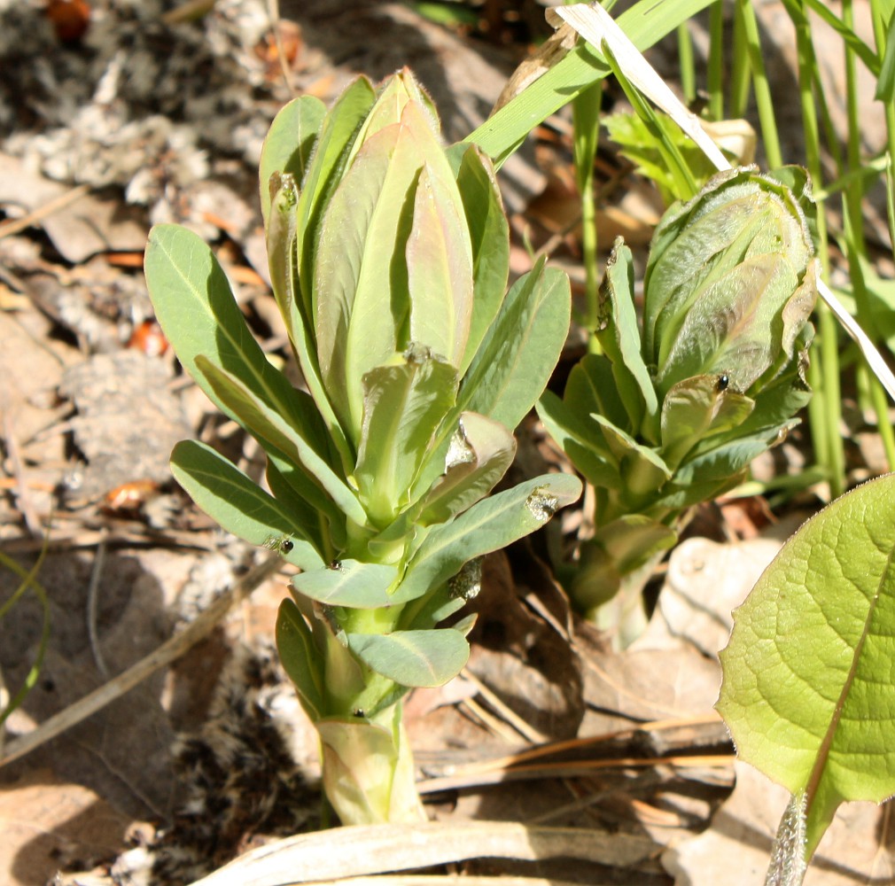 Image of Euphorbia pilosa specimen.