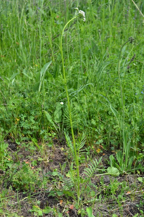 Изображение особи род Valeriana.