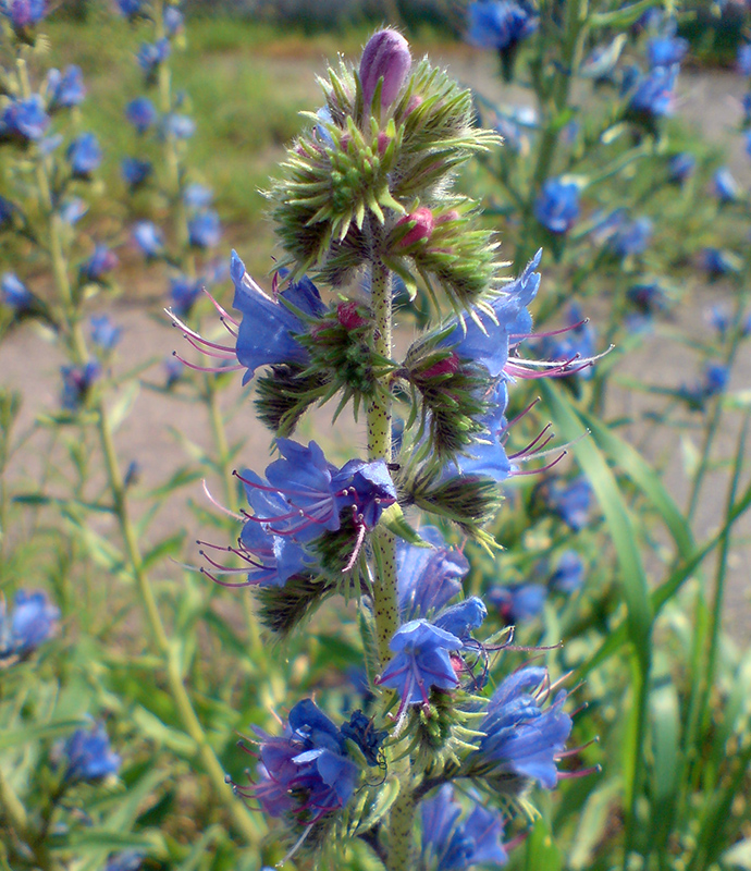 Image of Echium vulgare specimen.