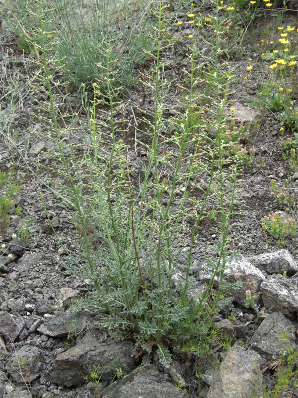 Изображение особи Scrophularia azerbaijanica.