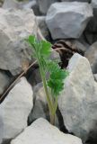 Heracleum ligusticifolium