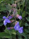 Salvia ringens. Верхушка побега с соцветием. Краснодарский край, окр. г. Геленджик, прибрежная гора, каменистый склон. 07.08.2013.