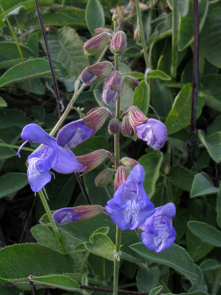 Image of Salvia ringens specimen.