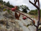 Cotoneaster suavis