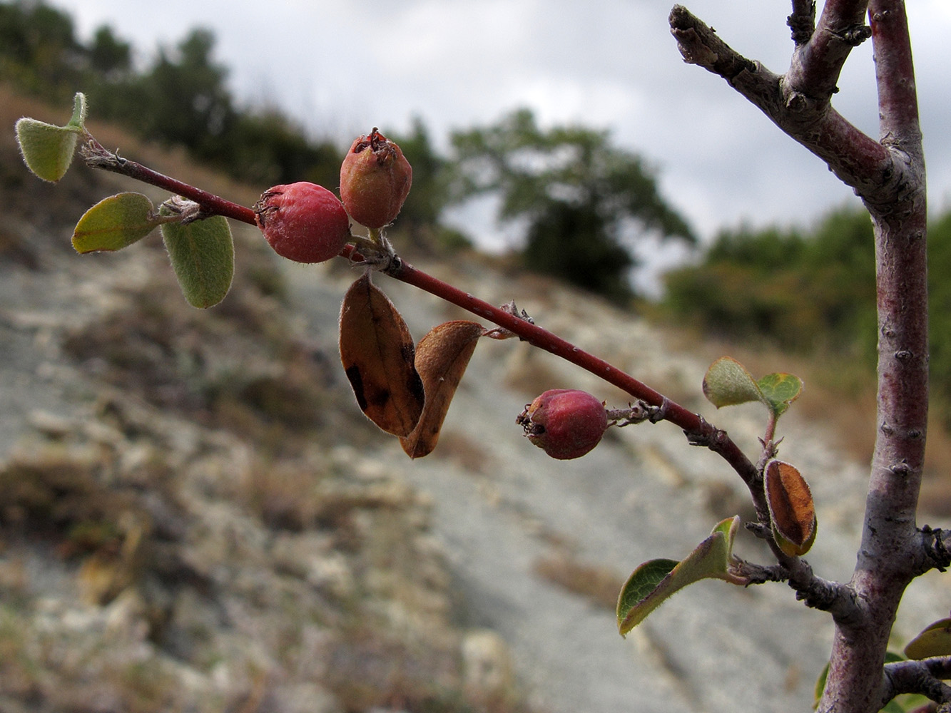 Изображение особи Cotoneaster suavis.