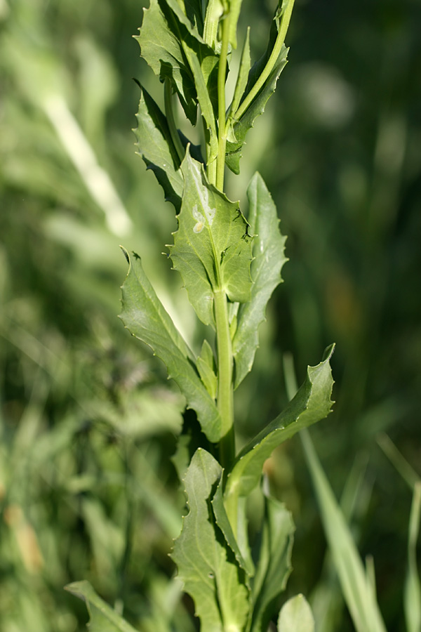 Image of Cardaria repens specimen.