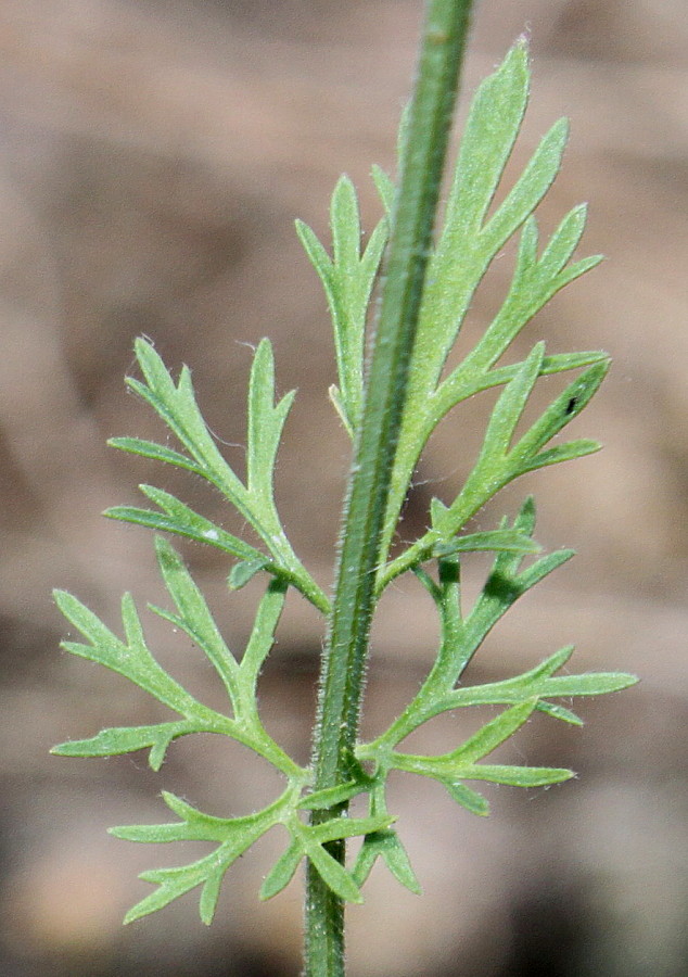 Изображение особи Nigella sativa.