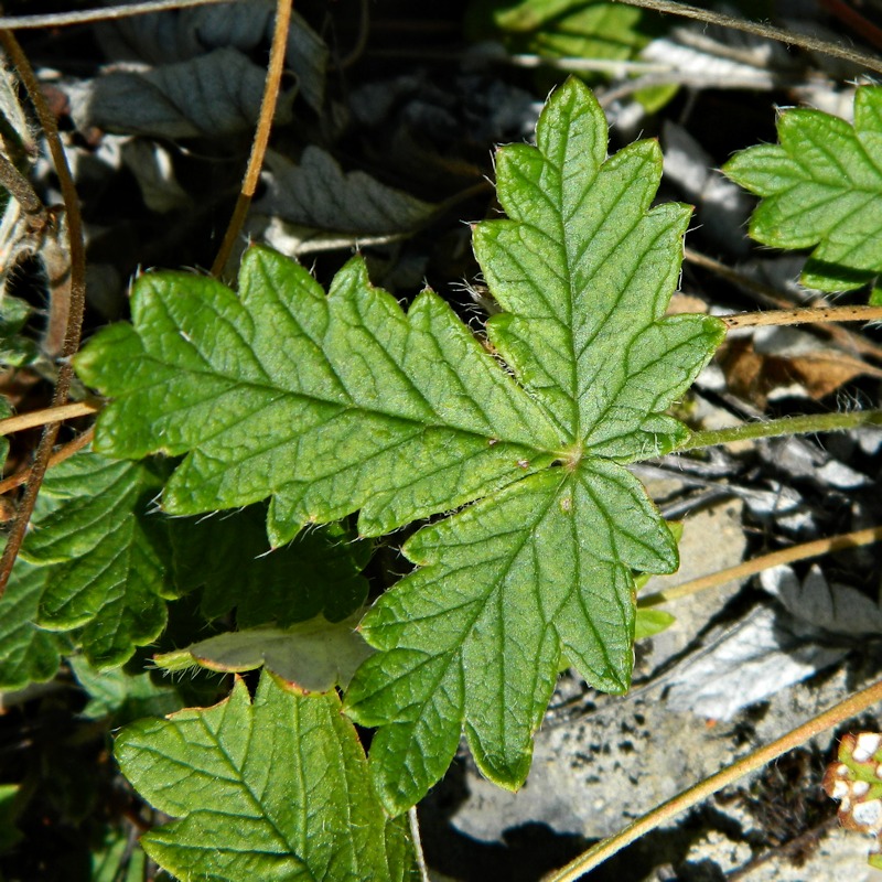 Image of Potentilla arenosa specimen.