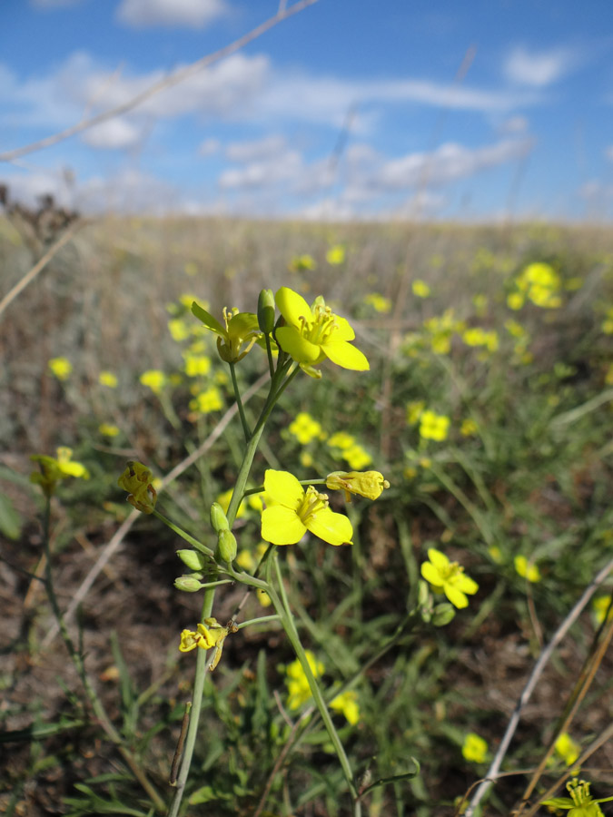 Image of Diplotaxis tenuifolia specimen.