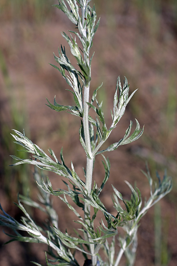 Image of genus Artemisia specimen.