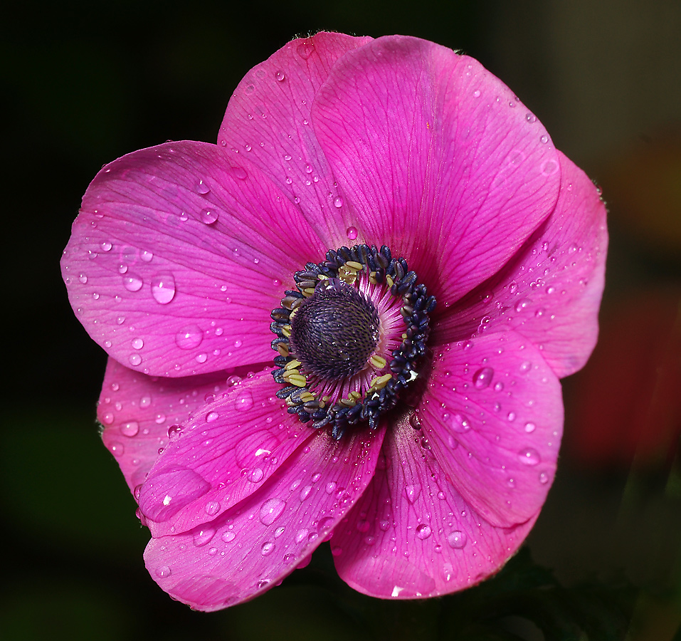 Image of Anemone coronaria specimen.